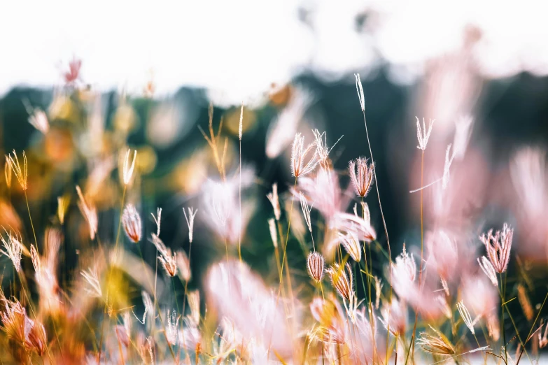 the blurry picture of a group of flowers is shown