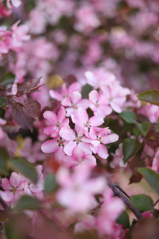 pink flowers with leaves on a sunny day