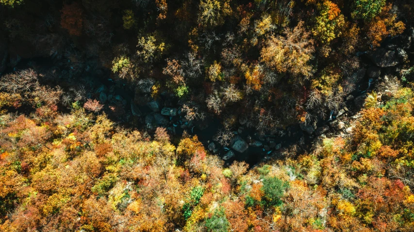 looking down on an autumn colored forest