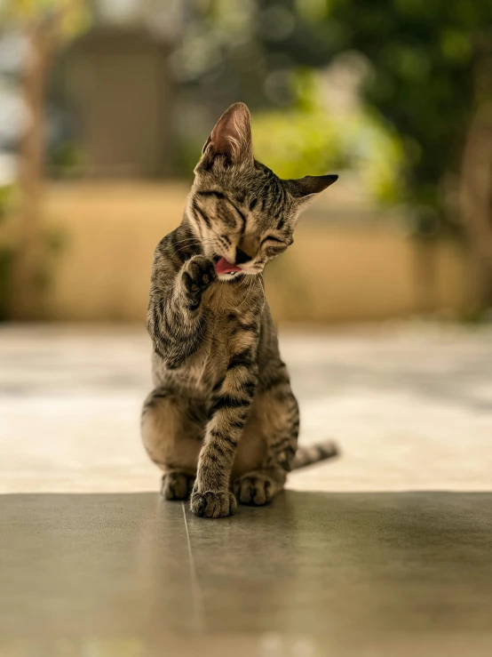 the cat is playing with its paws on the ground