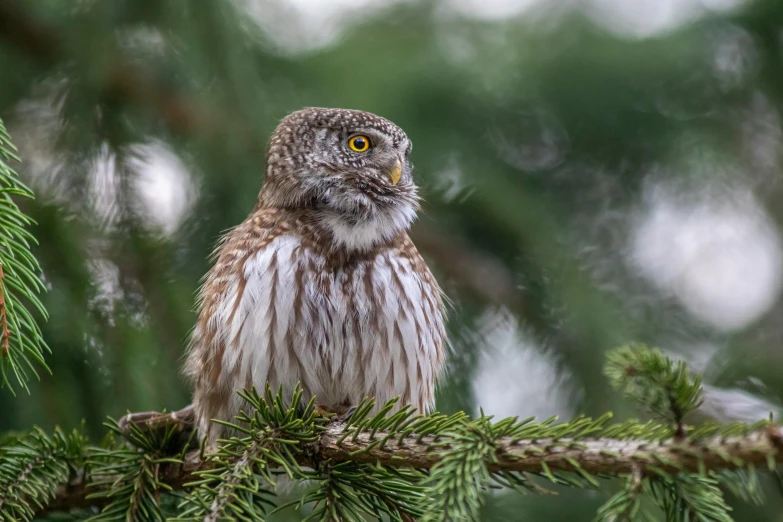 a large brown and white owl sitting on top of a tree nch