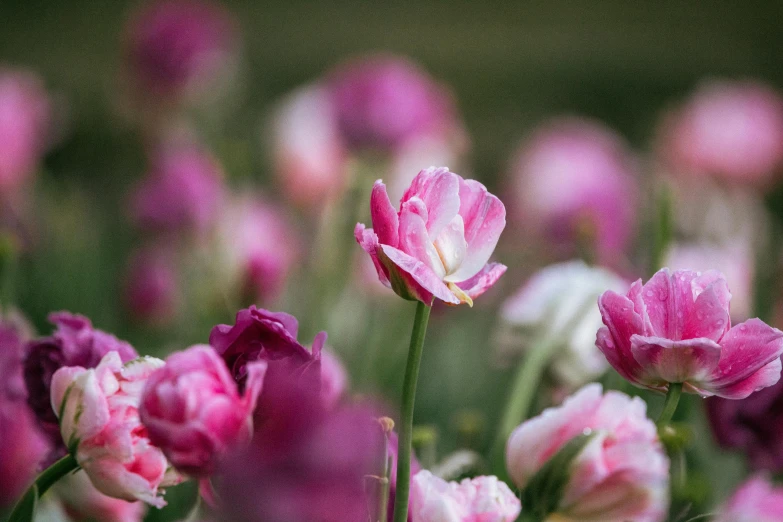 several pink flowers that are blooming in the field