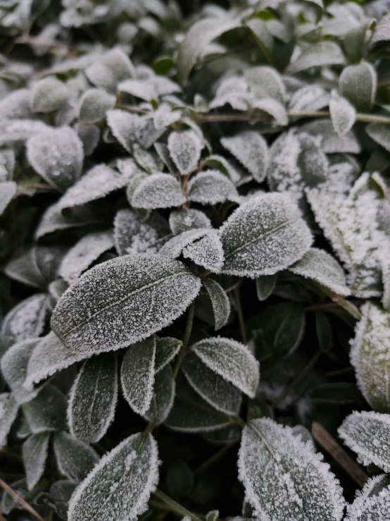 frosted leaves with green leaves below them