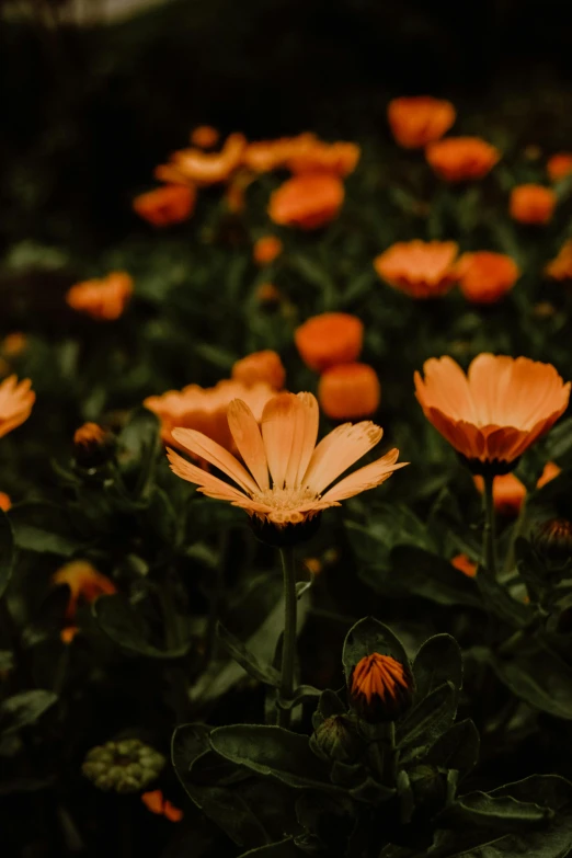 a field full of orange flowers sitting next to each other
