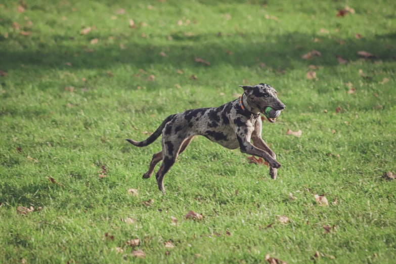 a dog is jumping in the grass with a frisbee