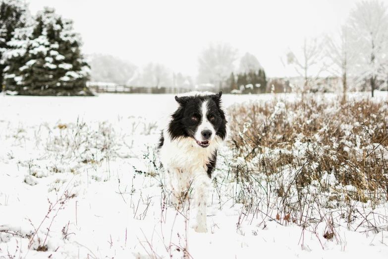 a dog is running through the snow alone