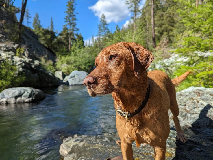 a brown dog stands by the river looking on