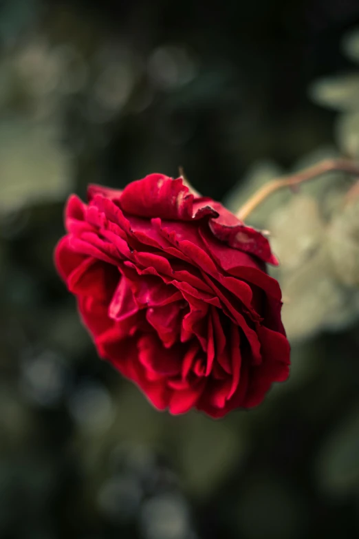 a red rose in the middle of a leaf filled flower