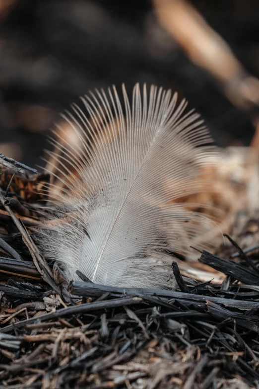 a feather sits on top of twigs outside