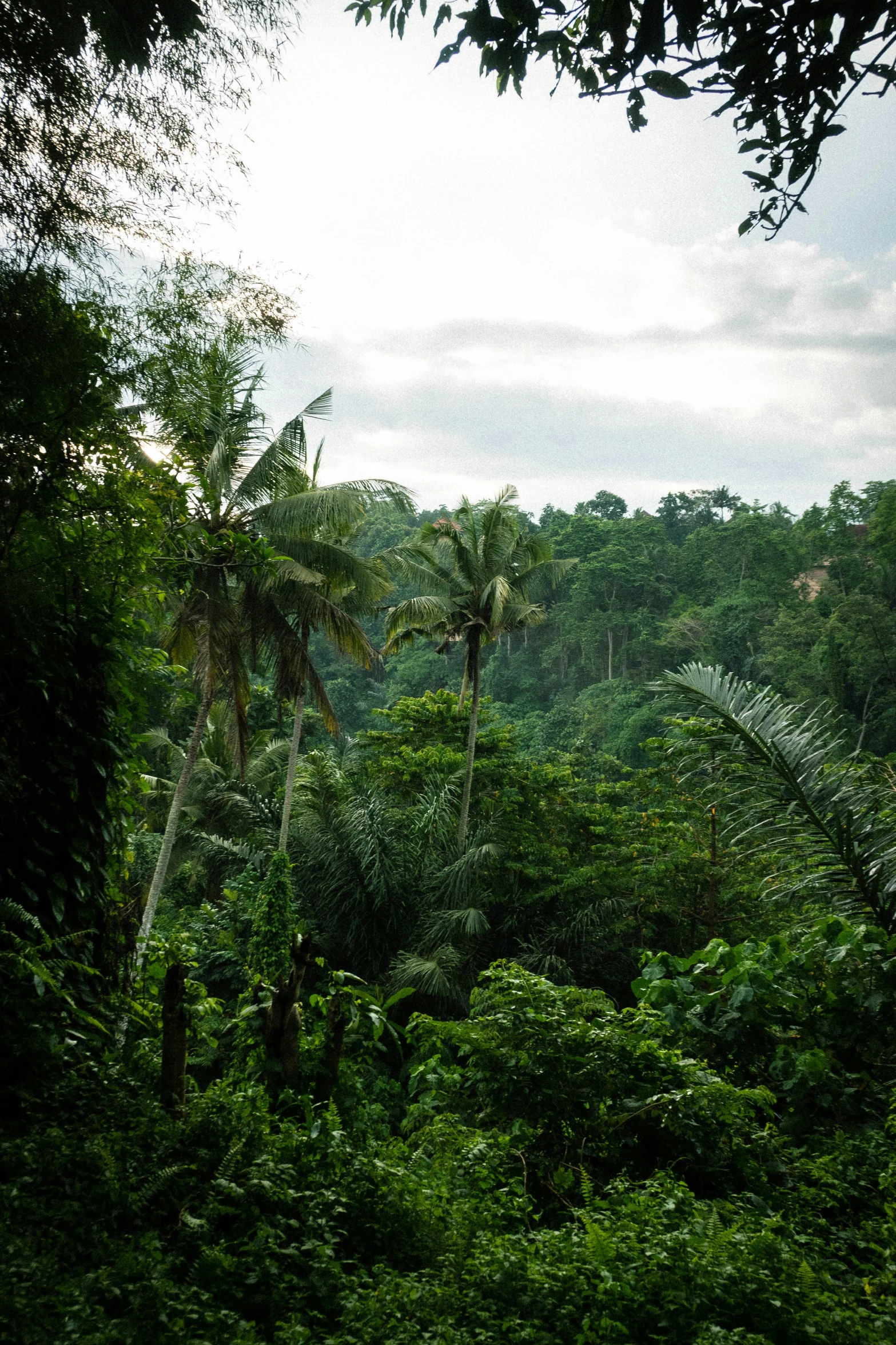 lush trees on the side of a cliff in the jungle