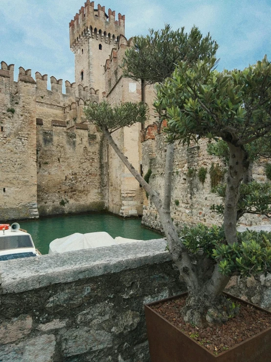 a bonsai tree next to a stone fence by a castle wall