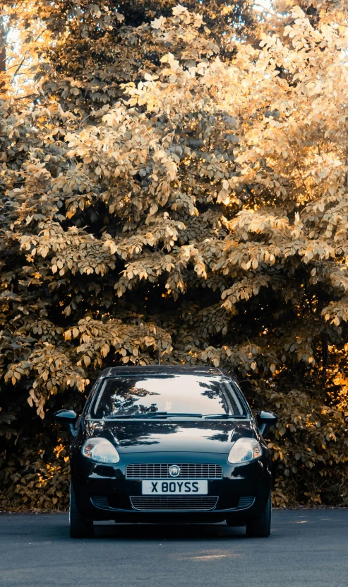 a car parked in front of some tall bushes