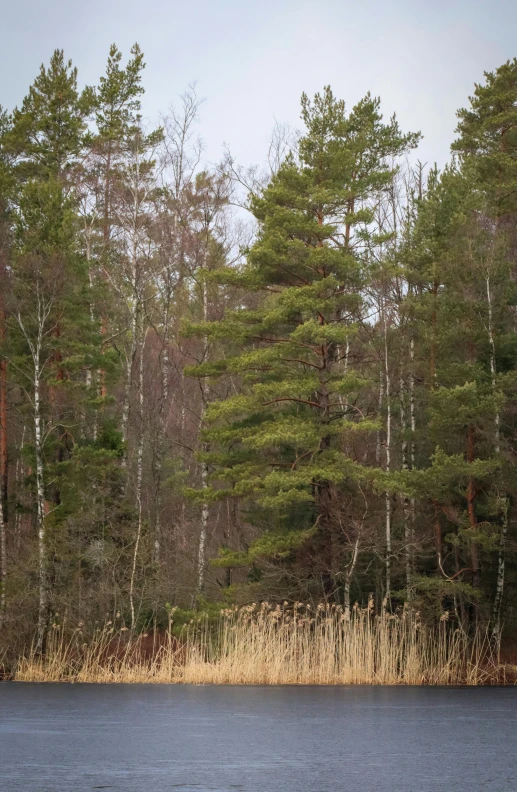 a body of water surrounded by trees and tall grasses