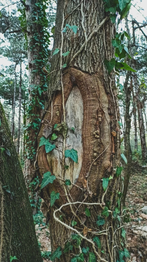 a tree stump that has vines growing on it