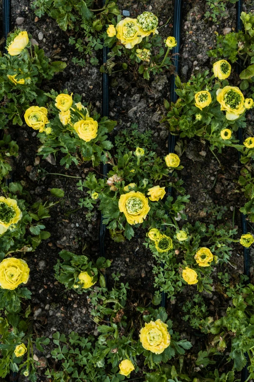 yellow flowers that have been growing on a wire fence