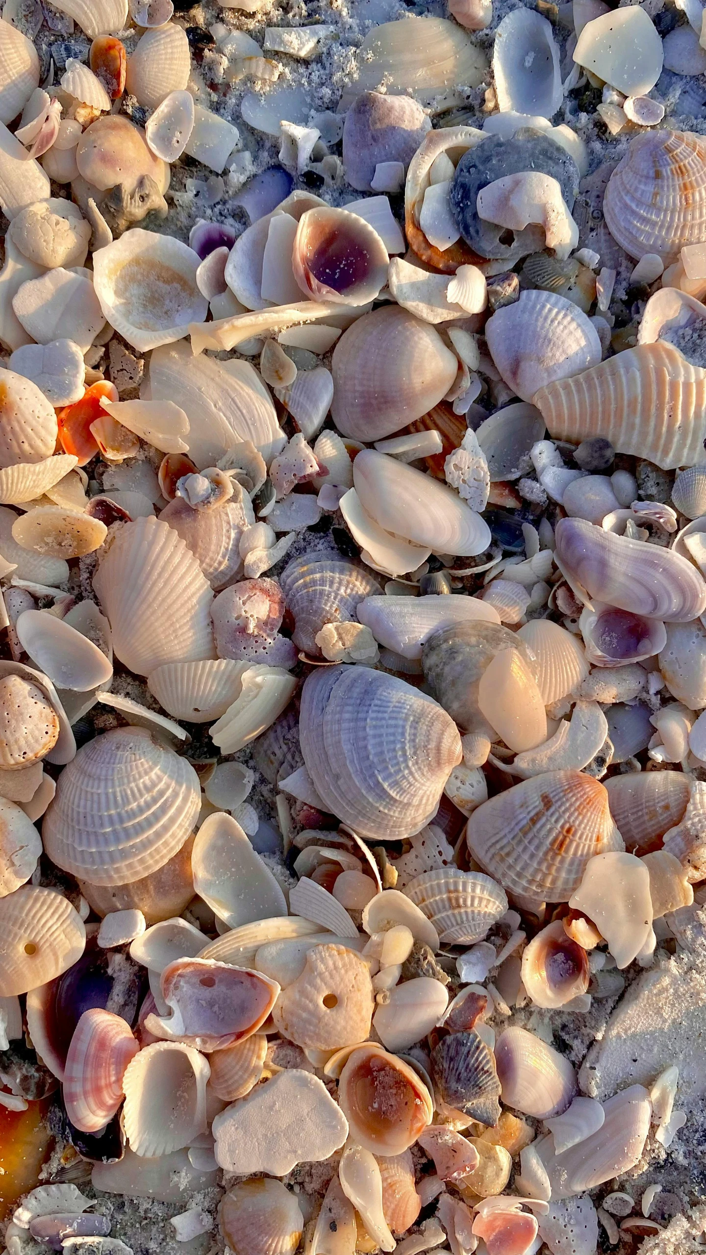 several different types of shells on the sand