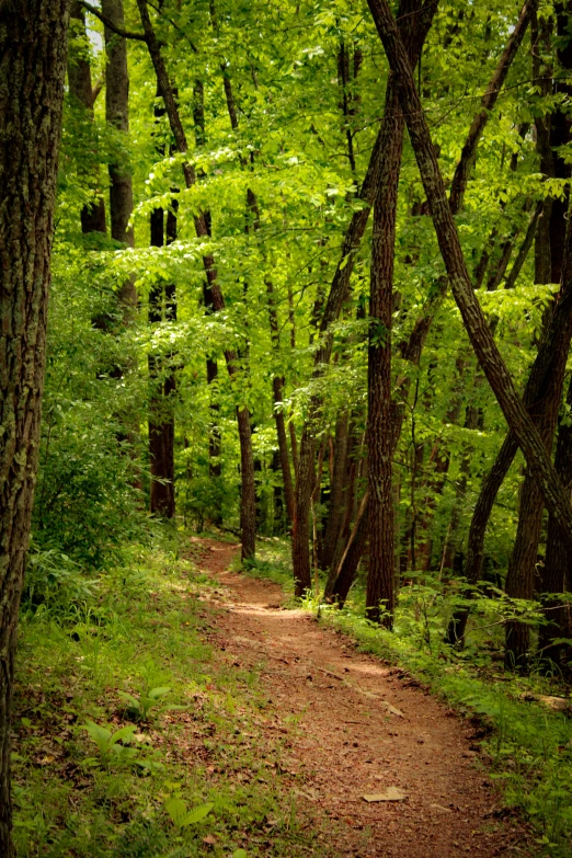 a dirt pathway surrounded by trees and lush green leaves