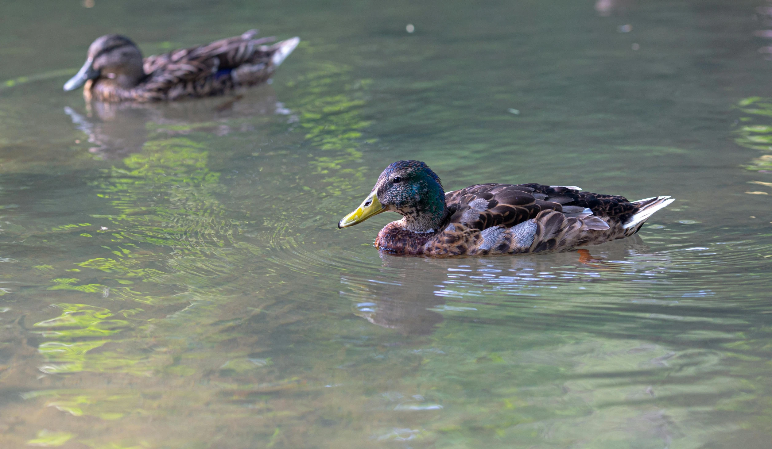 two ducks swim along a body of water