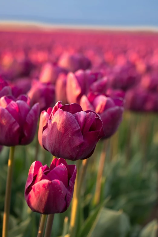 a field full of purple flowers near some green leaves