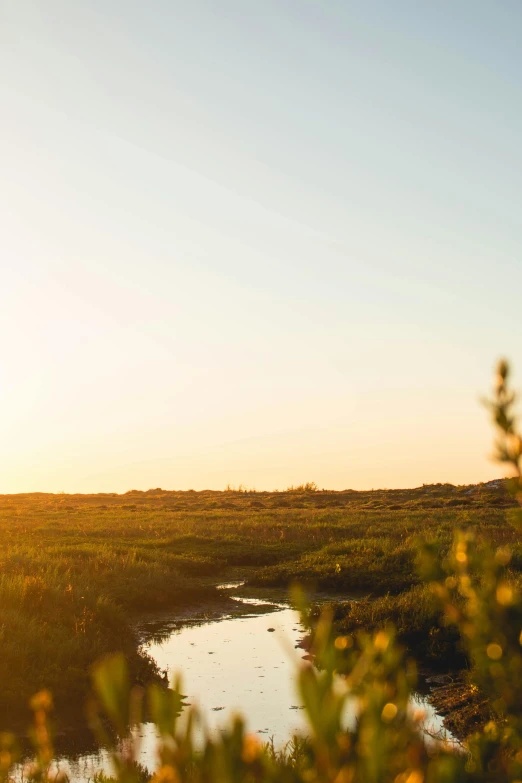 an open grassy field with a water hole