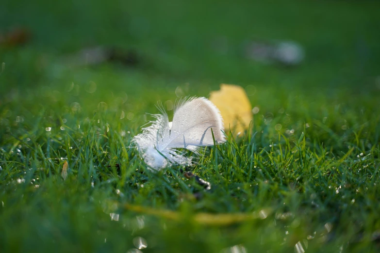 small bird sitting on the edge of green grass