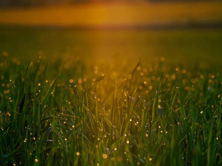 dew on grass and setting sun over grassy field