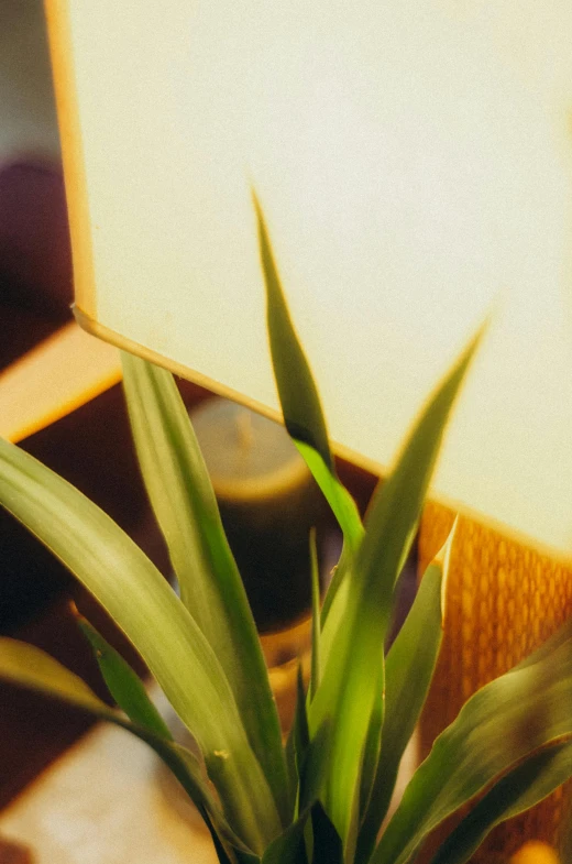 a plant sitting on top of a table next to a light