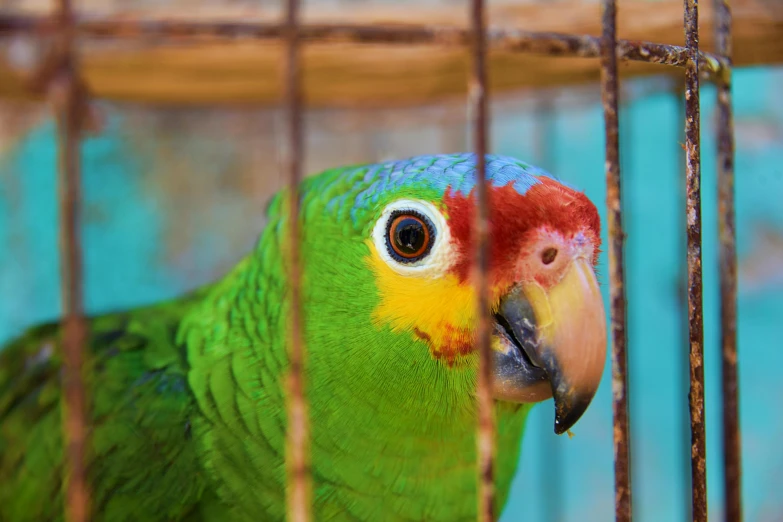 a bright colored parrot is standing inside his cage