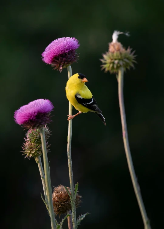 a yellow bird is perched on top of the plant