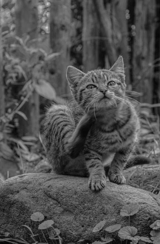 a striped cat rubbing its paws against the ground