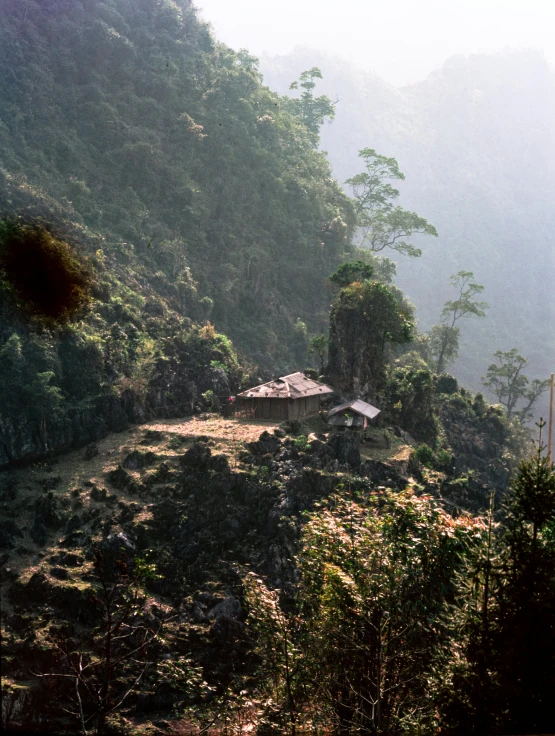 a forest filled with trees and tall mountains