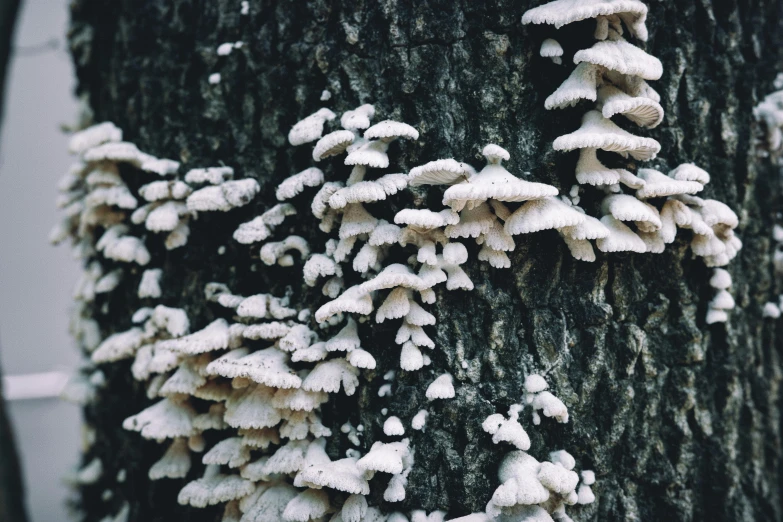 some mushrooms are growing on a tree