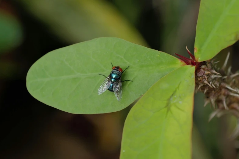 a fly sitting on top of a green leaf