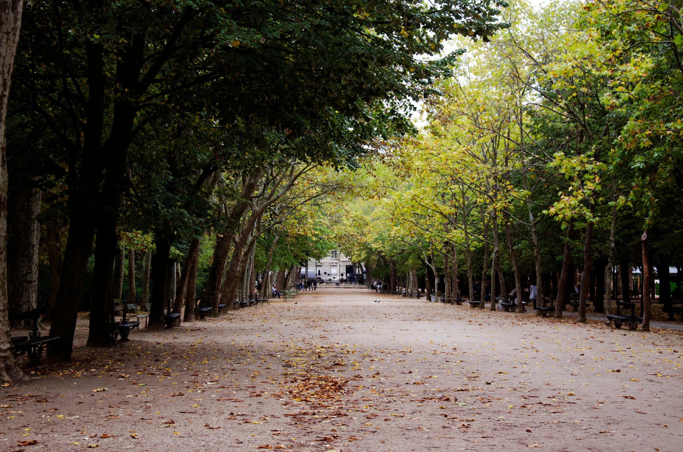 the park is lined with trees that are over the top