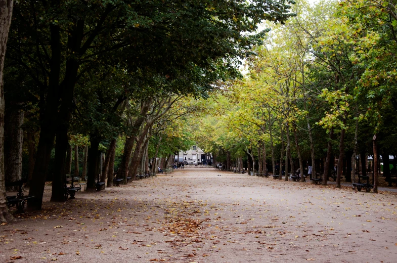the park is lined with trees that are over the top