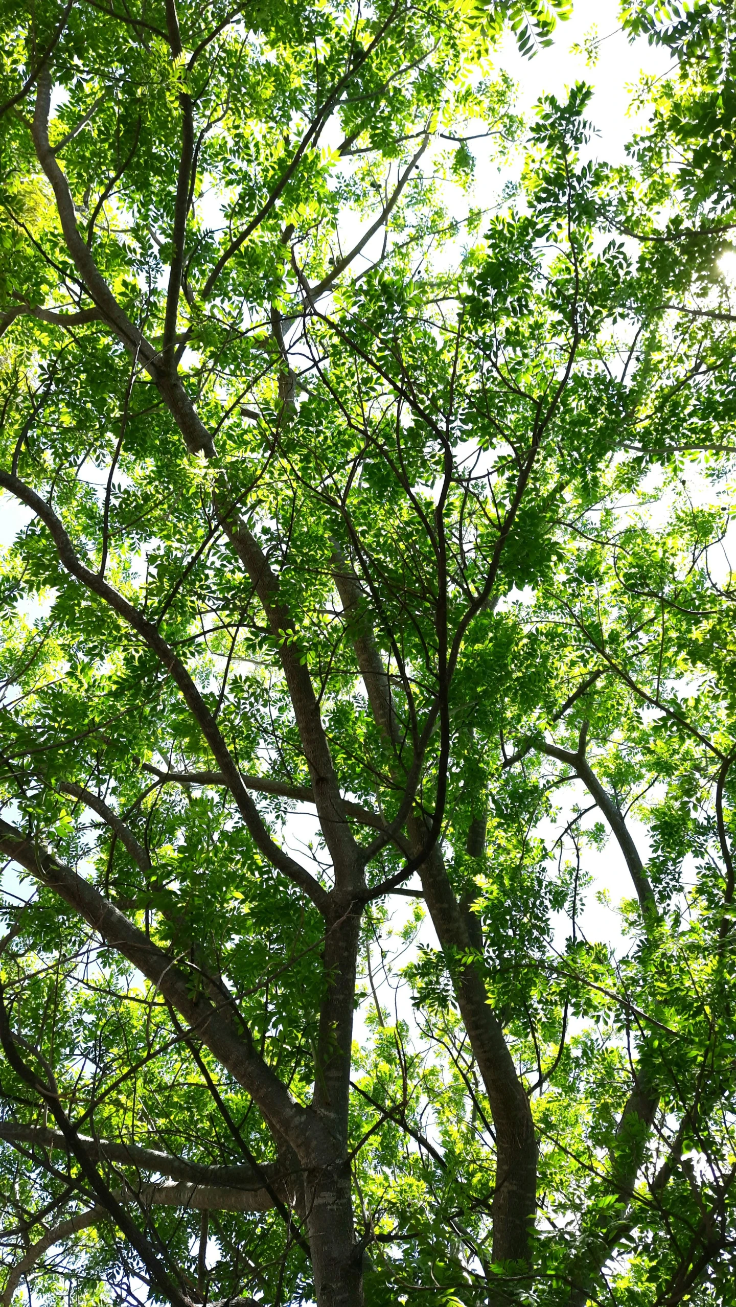 a view of the tops of trees in a forest