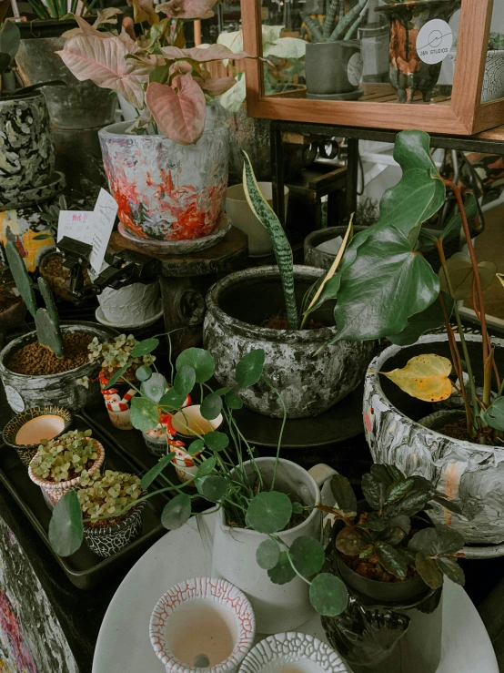 a table full of plants and bowls with food on it