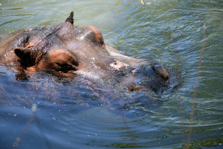 a close up of an elephant in the water