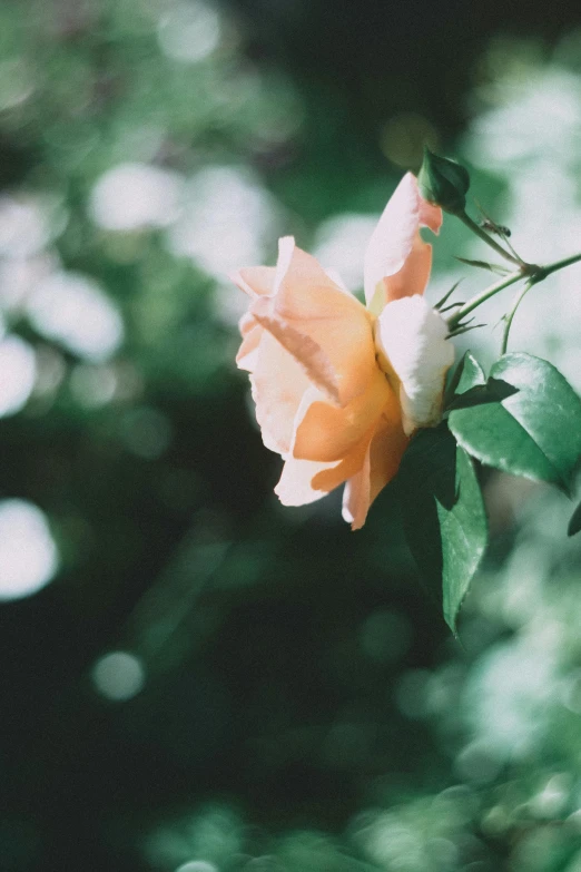 a single yellow rose with white and red tips