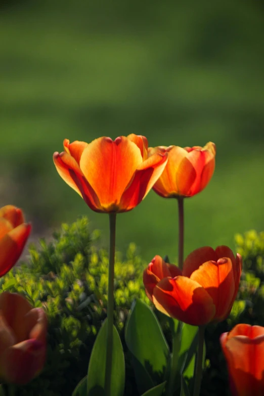 two orange tulips blooming in a garden