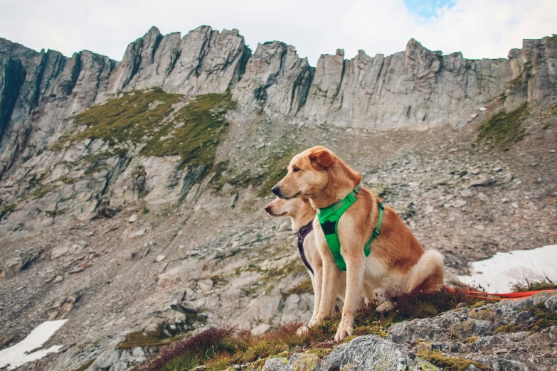 a dog in a green harness sitting on top of a hill