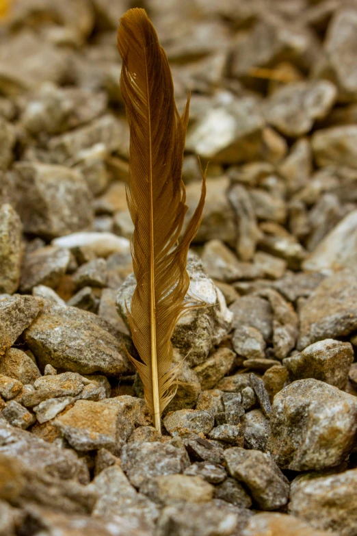 a brown feather rests on a bed of rocks