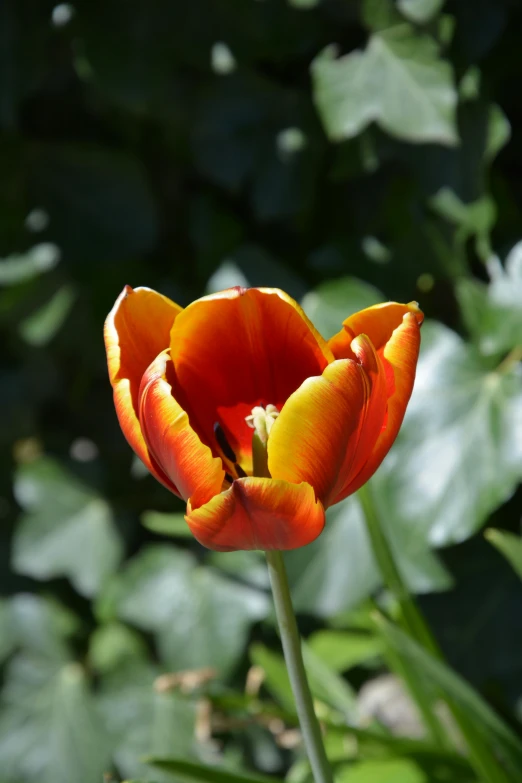 a close - up of a tulip in a flower bed