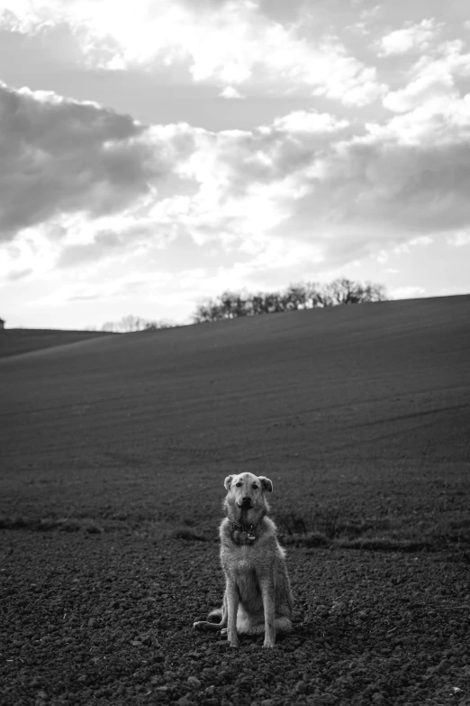 a white dog standing in the middle of a large field