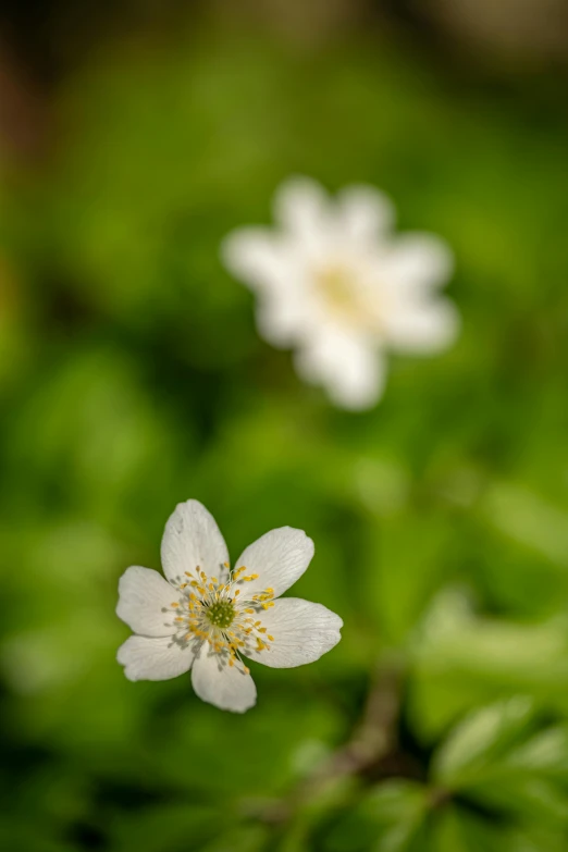 a couple of small white flowers on a plant