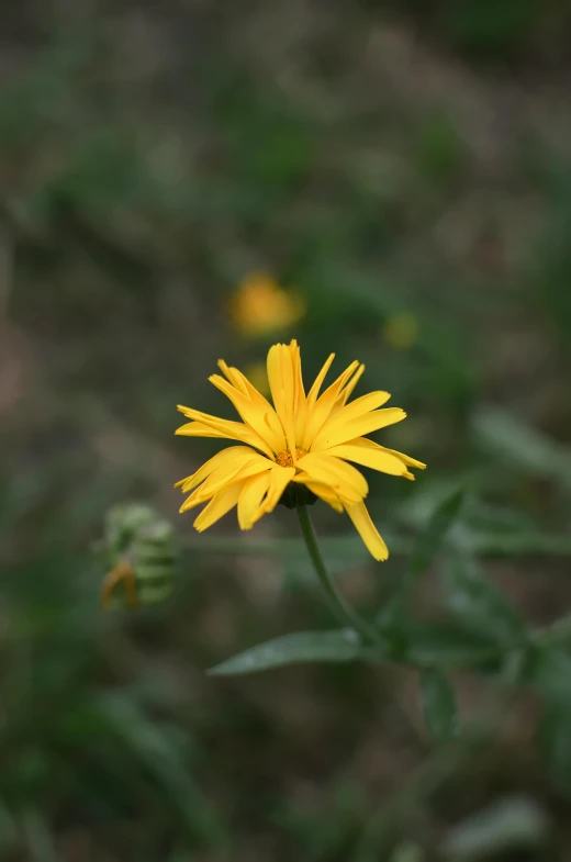 a single yellow flower stands out against the green background