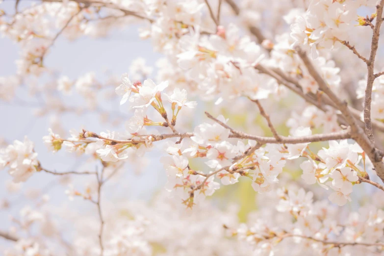 the nches and leaves of a tree in bloom