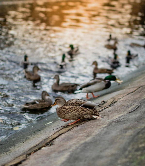 ducks are walking along the water at sunset