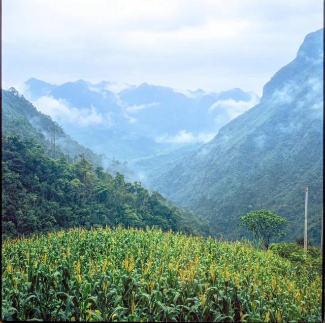 a landscape po with blue mountain range, trees and mist