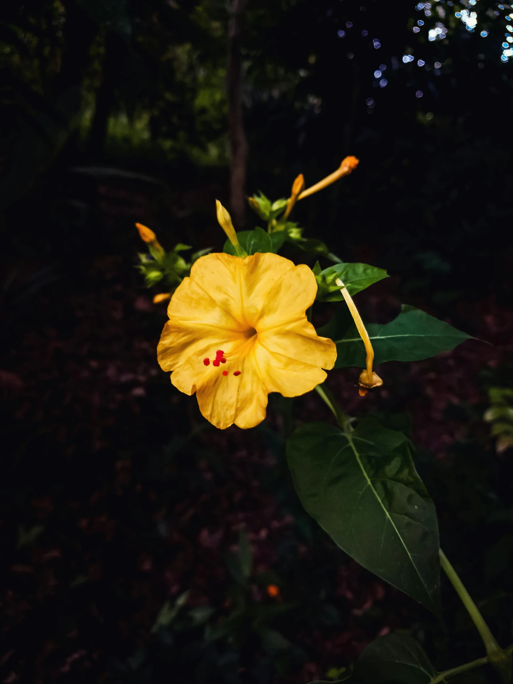 yellow flower blooming in a forest near trees